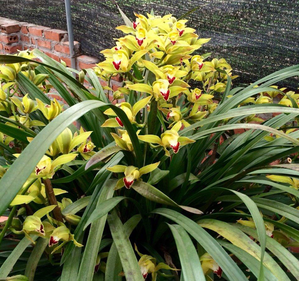 Experience growing cymbidium by composting rice husks
