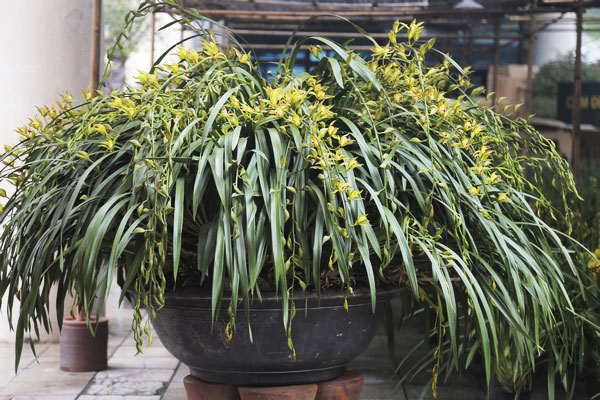Tips for growing Ceylon Orchids