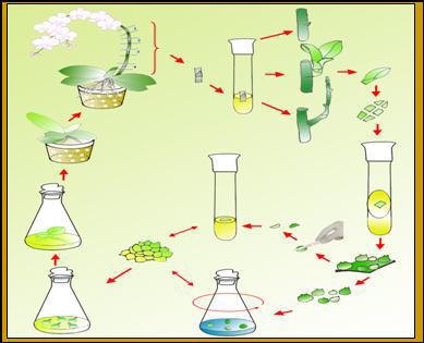 Qui trình nhân giống lan hồ điệp bằng nuôi cấy phát hoa.