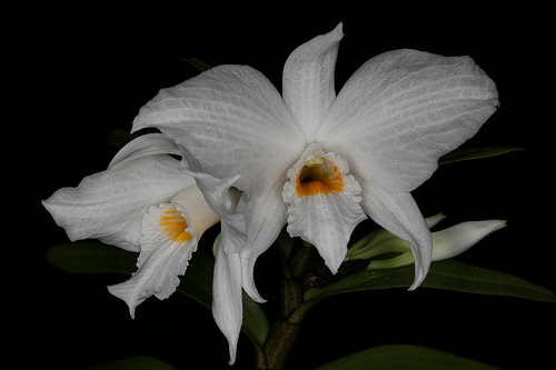 Dendrobium Infundibulum