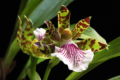 Zygopetalum maculatum