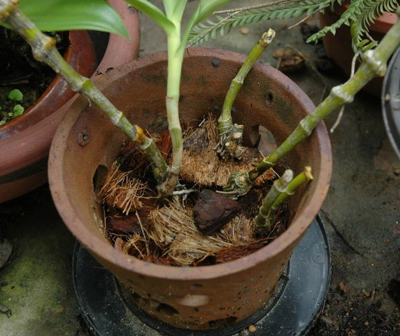 How to propagate types of royal orchid