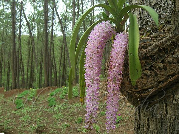 Recognize & care how to grow and care for squirrel orchids - foxtail