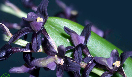 Lan đại bao hoa đen - Sunipia nigricans