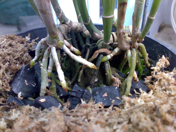 Detailed instructions on how to grow an orchid with roots
