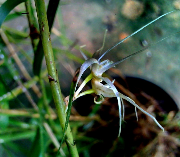 Dendrobium acuminatissimum