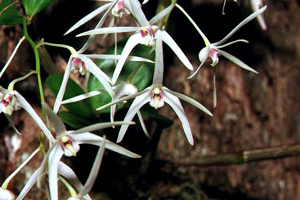 Dendrobium aemulum