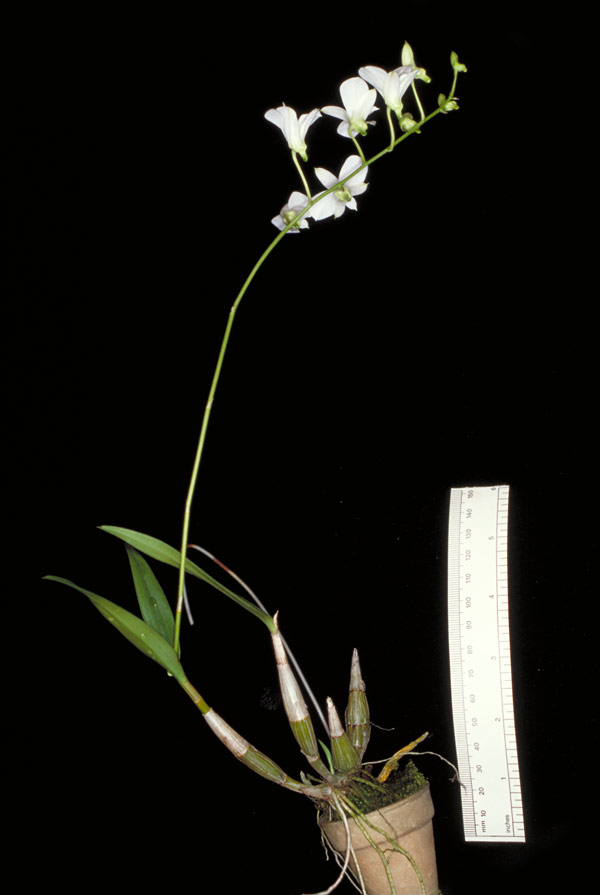 Dendrobium affine