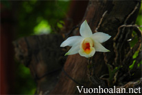 Đại bạch hạc - Dendrobium christyanum