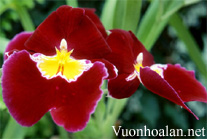 Lan Vũ nữ - Oncidium Miltoniopsis Hamburg