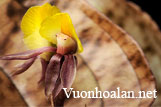 Lan đá quý Nephelaphyllum pulchrum mới ghi nhận cho Việt Nam