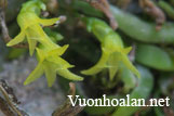 Phong lan căn diệp không lá Taeniophyllum glandulosum