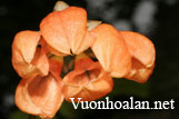 Lan lọng hồng da cam mới và hiếm Bulbophyllum salmoneum