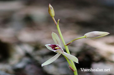 Lan kiếm hoại sinh - Cymbidium macrorhizon