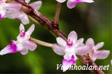 Lan miệng kín buông rủ - Cleisostoma williamsonii