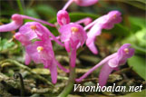 Lan tiểu hoàng đỏ - Aerides rubescens