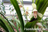 Lan kiếm tàu - Cymbidium sinense