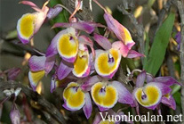 Ý thảo - Dendrobium gratiosissimum