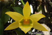 Hoàng thảo lông trắng - Dendrobium senile