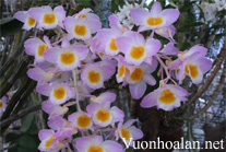 Thủy tiên tím - Dendrobium amabile