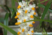 Thủy tiên cam - Dendrobium thyrsiflorum