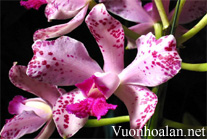 Lan hoàng hậu - Cattleya amethystoglossa