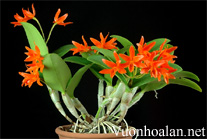 Lan hoàng hậu - Cattleya aurantiaca