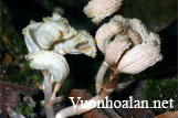 Lan hoại sinh không diệp lục Gastrodia theana
