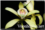 Chiêm ngưỡng hoa phong lan vani rừng - Miguelia somae