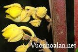 Hoa Lan mùn vàng không lá Galeola nudifolia