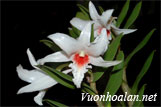 Hoàng thảo nhất điểm hồng - Dendrobium draconis