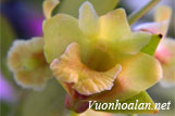 Hoàng thảo nanh sấu - Dendrobium terminale