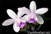 Ba mẹo nhỏ trồng Cattleya