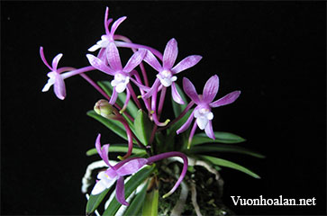 Lan Neo - Neofinetia falcata