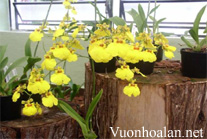 Chăm sóc lan vũ nữ không khó