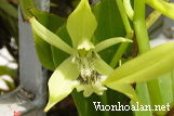 Thanh đạm xanh, thanh đạm bút chì - Coelogyne brachyptera