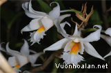 Hoàng thảo sừng dài - Dendrobium longicornu