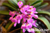 Lan trứng bướm thơm - Schoenorchis fragrans