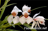 Lan kiếm trắng - Cymbidium erythrostylum