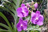 Kinh nghiệm trồng hoa lan Vanda