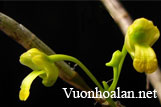 Hoàng thảo tiểu thạch - Dendrobium parcum