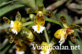 Lan hàm lân cứng - Gastrochilus calceolaris