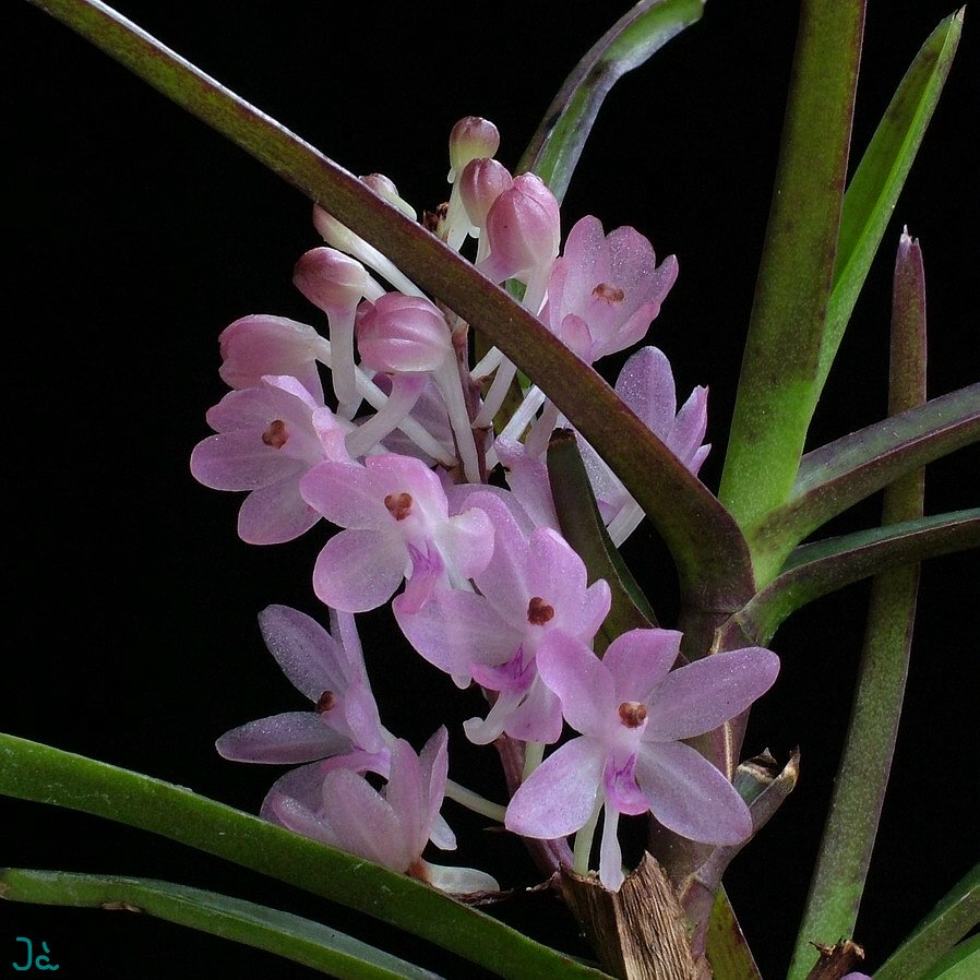 Lan Hoàng yến tím - Ascocentrum christensonianum