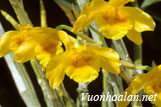 Hoàng thảo vàng cam - Dendrobium chryseum