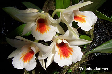 Dendrobium Dawn Maree