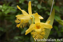 Thủy tiên râu mép, môi tơ - Dendrobium brymerianum