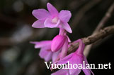 Hoàng thảo hoa cong - Dendrobium intricatum