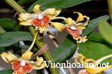 Hoàng thảo vạch đỏ - Dendrobium ochraceum