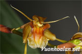 Coelogyne schultesii