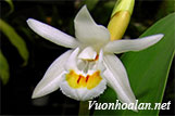 Thanh đạm hẹp - Coelogyne stricta